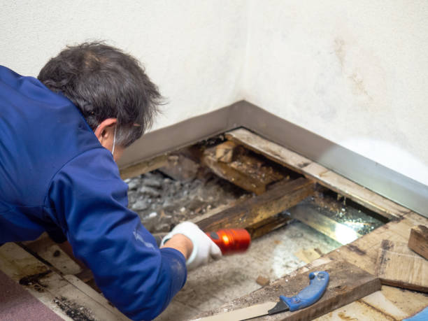 Best Health and Safety Mold Remediation in Rocky Top, TN